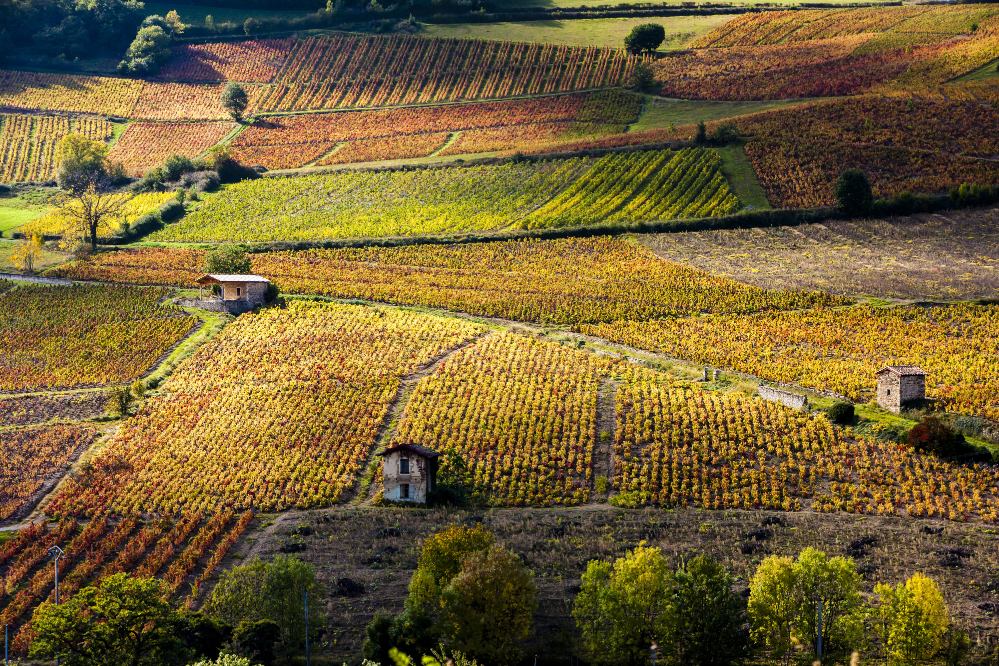 Beaujolais