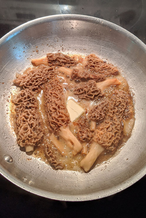 Fricassée de morilles